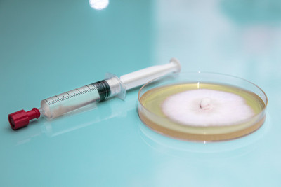 有真菌或蘑菇菌丝生长的培养皿或培养皿，置于蓝色的医学或实验室背景下，装有液体菌丝的注射器