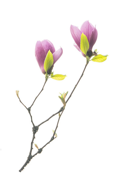 玉兰花