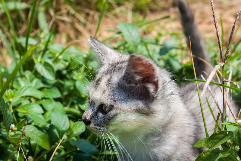 可爱的凯蒂猫