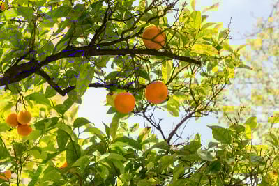 橘子