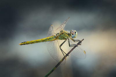 黄蜻蜓看在树枝上。(Sympetrum vulgatum)