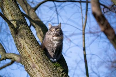 猫在树