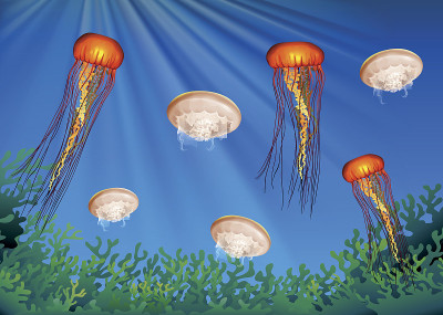 水母在海洋下游泳