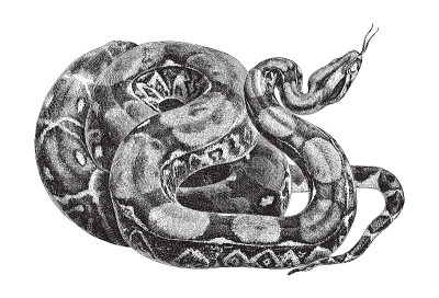 蟒蛇(蟒蛇)-古老的雕刻插图