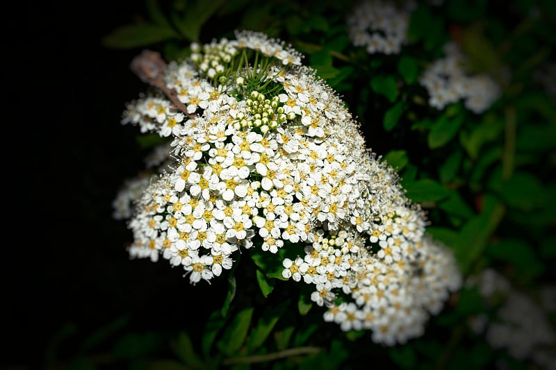 花园花绣线菊的特写。