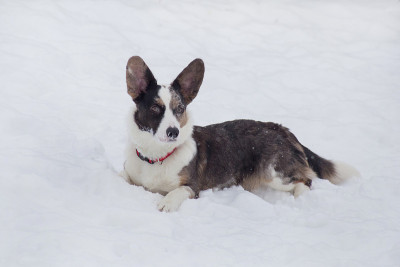 可爱的威尔士柯基犬躺在冬天公园的白雪上。宠物的动物。