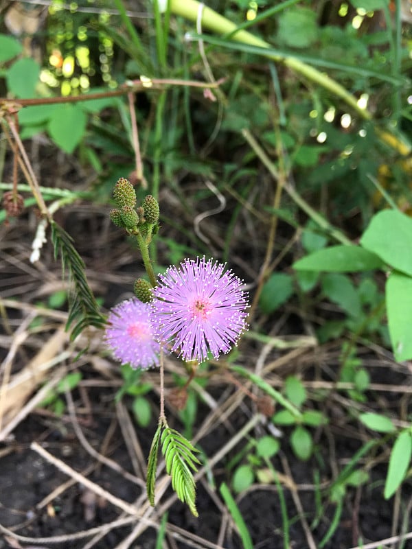 含羞草是自然花园中的花朵