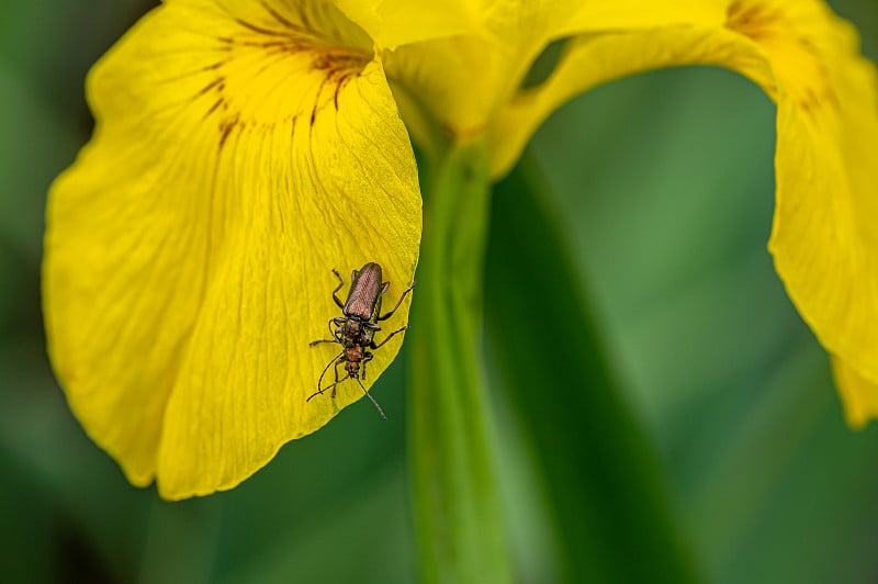 锆石芦苇甲虫