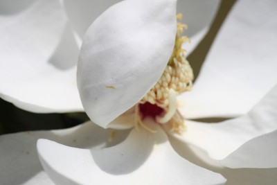 玉兰花