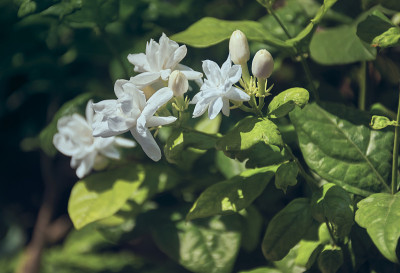 阿拉伯茉莉花，西孟加拉邦也叫Bael花