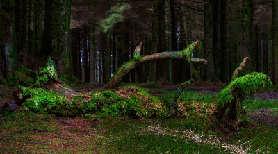 Forest-scape