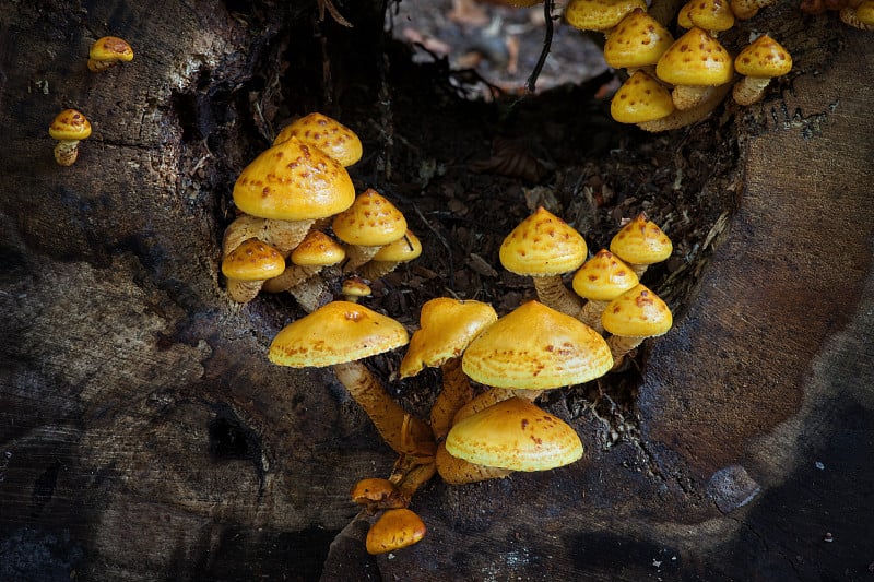 枯树上的黄蘑菇