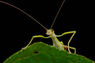 Beautiful Stick Insect  with water bubble on the g