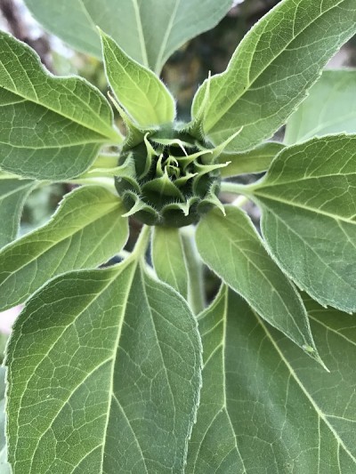 月光花开放
