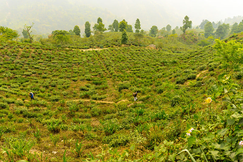 Kurseong(大吉岭),印度