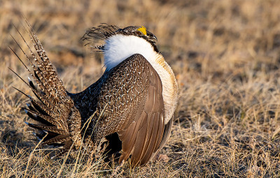 A Male Greater sage-grouse with Inflated Gular Sac