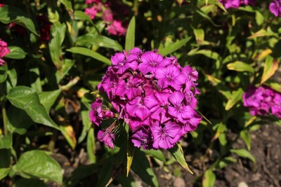 紫色“甜蜜的威廉”花-石竹
