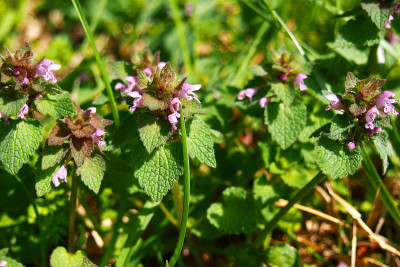 一朵叫做跳舞公主的花(deadnettle)