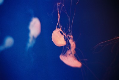 水母