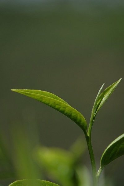 高原的绿茶嫩芽和嫩叶