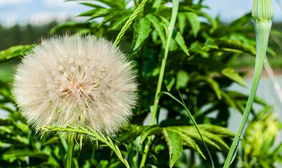 一只名叫S. Nikit的红腹羚。蒲公英头与种子在湖和绿色植物的背景与占位符