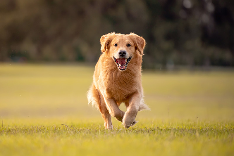 金毛猎犬的狗