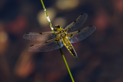 四斑蝶(Libellula quadrimaculata)