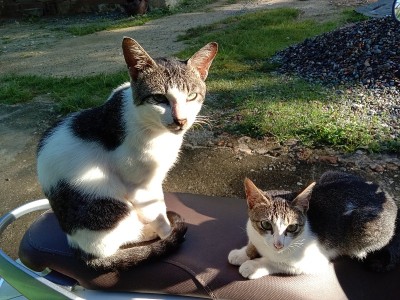猫