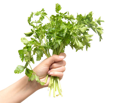 白底上拿着欧芹