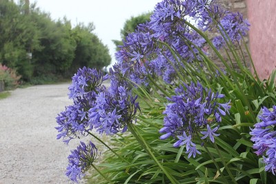 爱情花,Porthleven