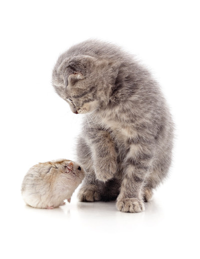 小猫和仓鼠。