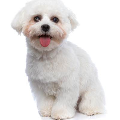 比雄犬伸出舌头，感觉很开心