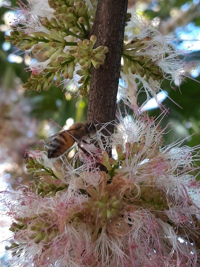 蜜蜂