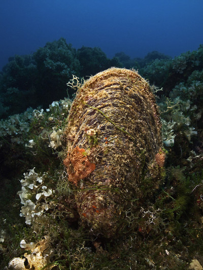 Fan-mussel, Grosse Steckmuschel (Pina nobilis)