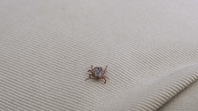 狗蜱寄生虫在衣服上爬行
