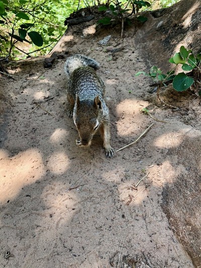 美国自然/锡安国家公园。Narrows.Squirrel。