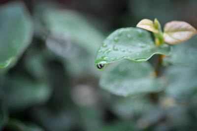 无花果或攀缘无花果，叶子上的露珠
