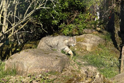欧洲野猫
