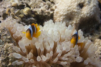 泡尖海葵中的红海海葵鱼