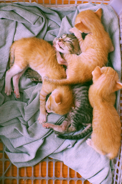搞笑场景四只新生小猫一起睡觉，可爱、幽默的小动物宝宝