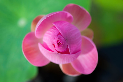 莲花