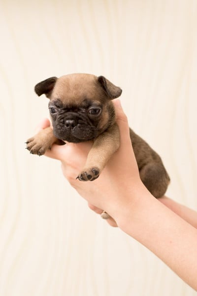 一个月大的法国斗牛犬。可爱的小狗。