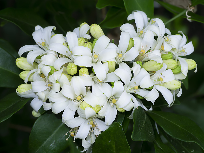 橙色茉莉花的白色花