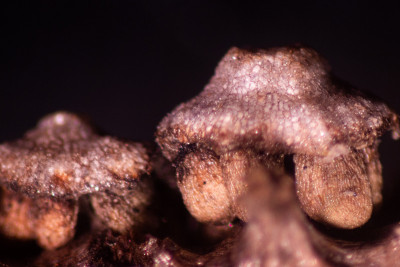 木贼草(木贼草，马尾草，蛇草)是木贼科唯一现存的用于实验室教学的属。