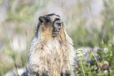 灰土拨鼠 (Marmota caligata)