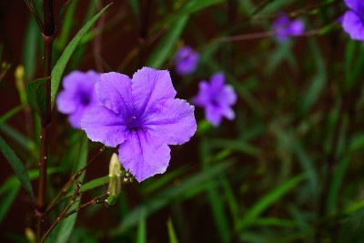 紫色的花