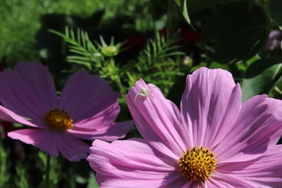 蜘蛛在宇宙花上