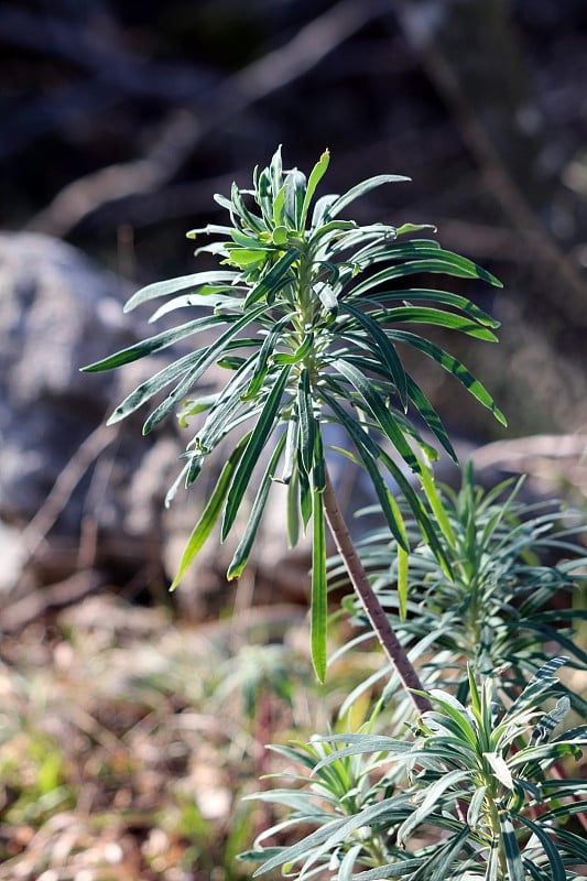 密集种植的爱尔兰铃草或在当地家庭花园里生长的一年生开花植物