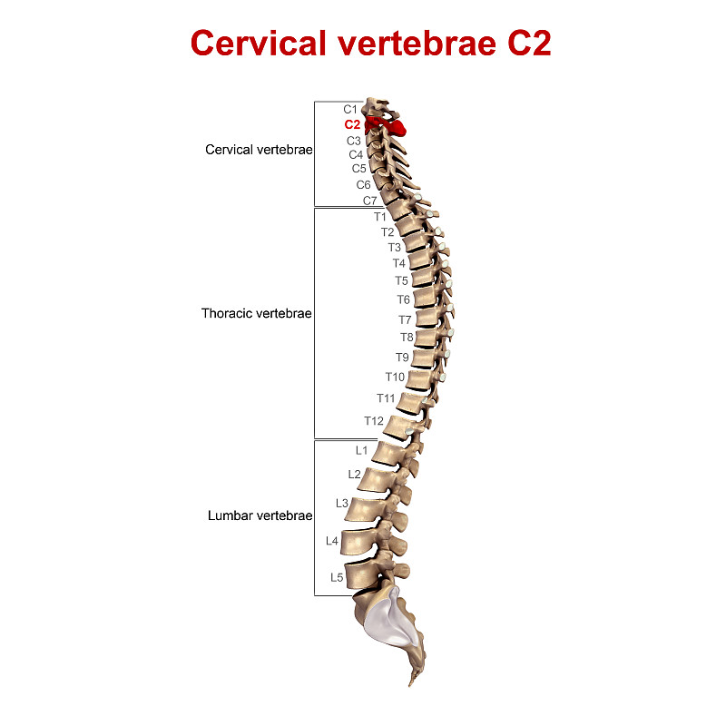 Cervicle椎骨C2