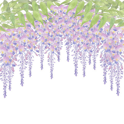 紫藤花